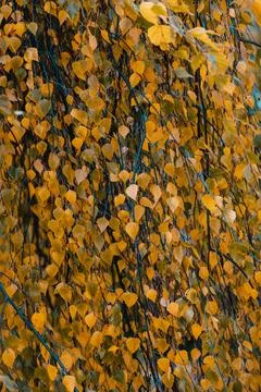 Orange leaf texture Stock Photos