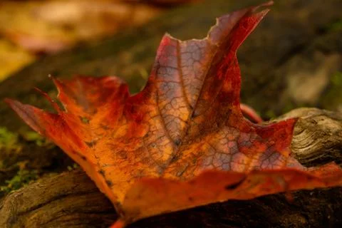 Orange Leaf Tips Curl up Photos