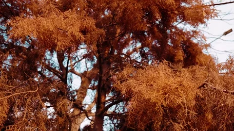 Orange leaf tree slow motion. Stock Footage 271204111