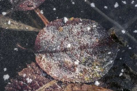 An orange leaf of a tree under an ice in a pond in winter Foto stock