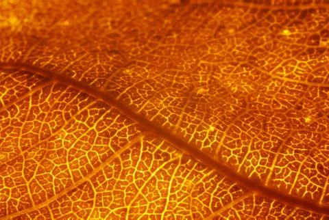 Orange leaf vascular texture close-up. Streaks like blood vessels or veins, or Stock Photos
