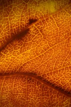 Orange leaf vascular texture close-up. Streaks like blood vessels or veins or Stock Photos