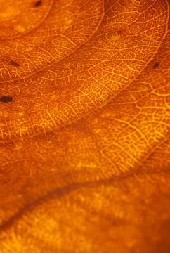 Orange leaf vascular texture close-up. Streaks like blood vessels or veins, or Stock Photos