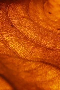 Orange leaf vascular texture close-up. Streaks like blood vessels or veins, or Stock Photos