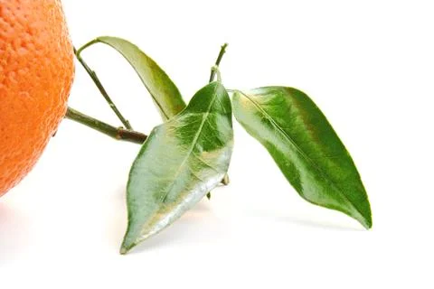 Orange Leaf on white Stock-Fotos