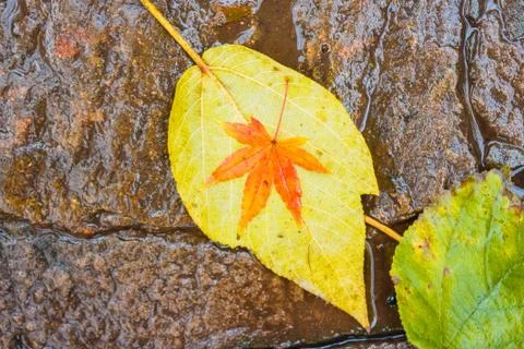 Orange leaf on a yellow leaf Foto stock
