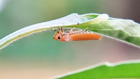 Orange Leafhopper Resting Upside Down Under Green Leaf Macro FHD Video stock 321067450