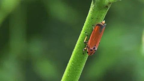 Orange leafhopper standing on grass Stock Footage 149861650