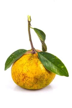 Orange with leave Stock Photos