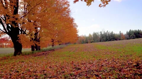 Orange leaves of autumn maple rustle in the wind Stock Footage 141742079