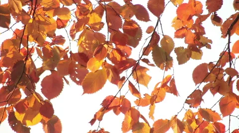 Orange leaves background Stock Footage 44550894