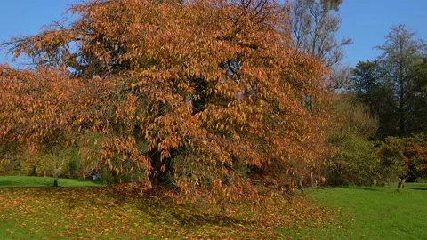 Orange leaves on beautiful tree in public park Stock Footage 172449328