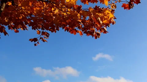 Orange leaves, blue sky Vídeos de archivo 40370421