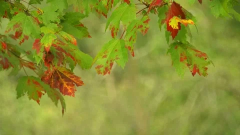 Orange leaves with blurred background Stock Footage 140886768