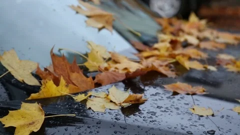 Orange leaves on classy black car Stock Footage 69780881