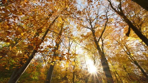 Orange leaves of deciduous beech trees moving in the autumn wind Stock Footage 344863281