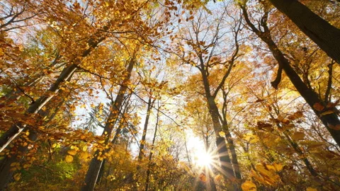 Orange leaves of deciduous beech trees moving in the autumn wind Stock Footage 344971137