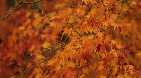 Orange Leaves In Fall Vidéo 8993921