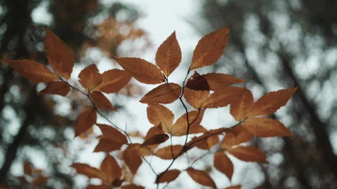 Orange Leaves in Fall Stock Footage 165412953