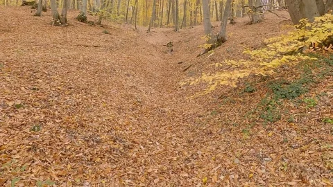 Orange leaves fallen among trees in autumn forest 스톡 동영상 164587001