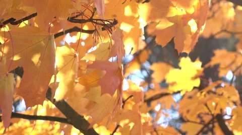 Orange leaves in the forest Video stock 56036855