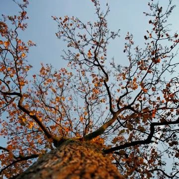 Orange leaves of maple tree Stock Photos