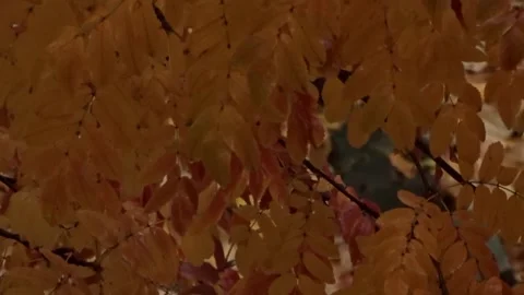 Orange leaves of mountain ash in raindrops Stock Footage 288711987