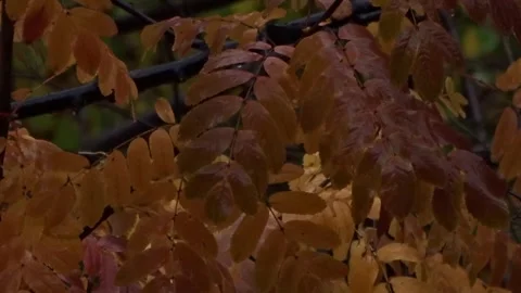 Orange leaves of mountain ash in raindrops Stock Footage 288712403