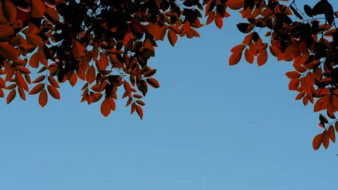 Orange leaves move follow wind blow through in afternoon summer. Stock Footage 111745929
