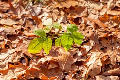 Orange leaves Stock Photos