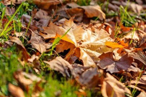 Orange leaves Stock Photos