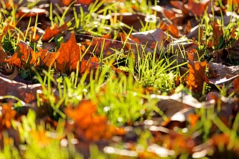 Orange leaves Stock Photos