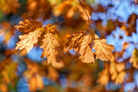 Orange leaves Stock Photos