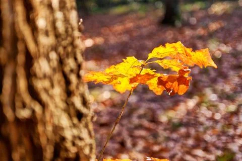 Orange leaves Stock Photos