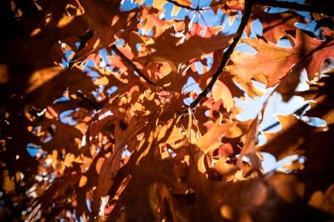 ORANGE LEAVES Stock Photos