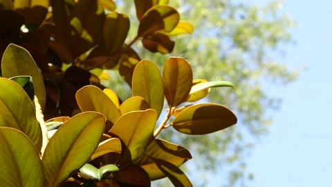 Orange Leaves through Sunlight 4K 60fps 10-bit Stock Footage 197098329