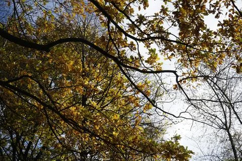 Orange leaves on tree branch in fall Stock Photos