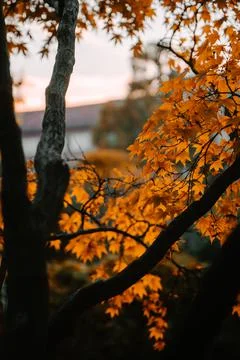 Orange leaves on a tree with a sunset sky in the city Stock Photos