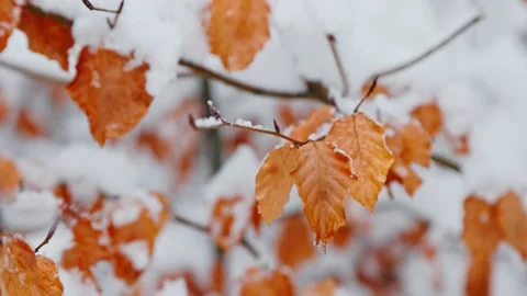 Orange leaves under the snow Stock-Footage 231261705