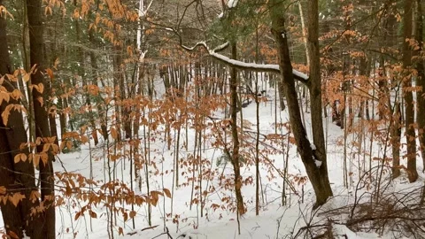 Orange Leaves in Winter Stock Footage 286394360