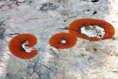 Orange Lechens Stock Photos