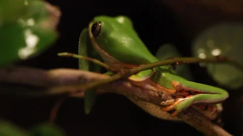 Orange legged monkey frog Stock Footage 902582