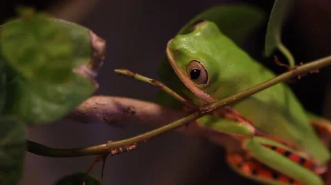 Orange legged monkey frog Stock Footage 903539