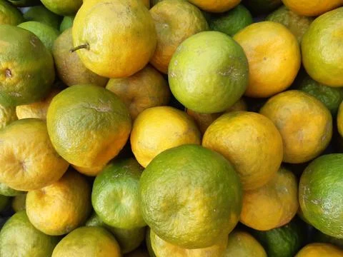 Orange lemon. Stock Photos