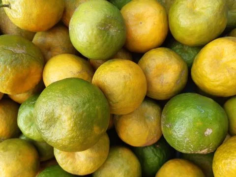 Orange lemon. Stock Photos