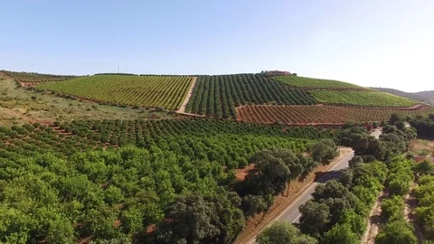 Orange, lemon trees and grape plantations. Agriculture in the south of Portugal Stock Footage 75282557