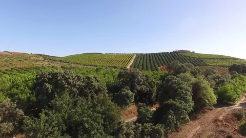 Orange, lemon trees and grape plantations. Agriculture in the south of Portugal Stock Footage 75283051
