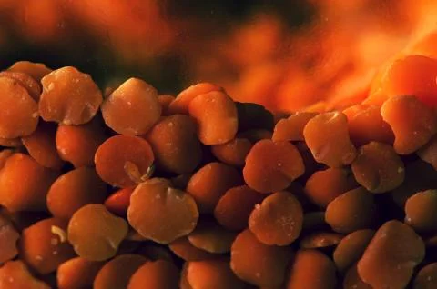 Orange lentil texture Stock Photos