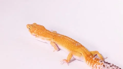 Orange Leopard Gecko Crawling Across a Plain White Background Stock Footage 327631012