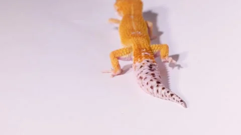 Orange Leopard Gecko Crawling Across a Plain White Background Stock Footage 328207790